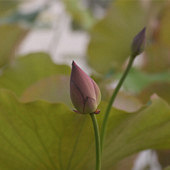 С�ɲ�¶����