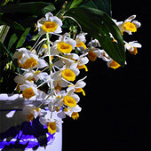 �⼸��տ���ʯ����