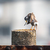 ����ױ�Ļ����