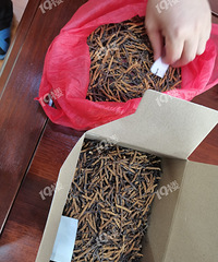 某人买了价值7万大洋的虫草!真的不是智商税吗?!
