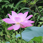 ӳ�պɻ�������