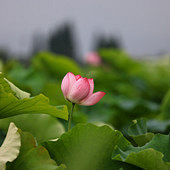 С�ɲ�¶����