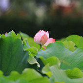 �ɻ������಻Ⱦ