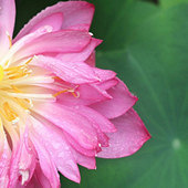 С�ɳ��������Ⱦ