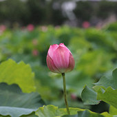 �������ĵĺɻ�