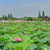 ���ºɻ����ƻ�