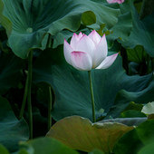 Ҫ���ɻ���ץ����