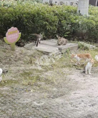 ����С��Ұè��Ⱥ����ҵ�ֲ��ܡ�