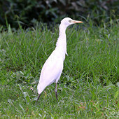 һֻ�����߽�С����ʳ