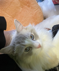 ������û����Լ�籾ɱ �������ѵ�С���С���