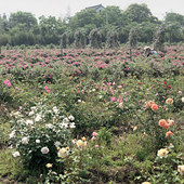 ���㻨Է�����ͻ�