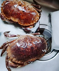 ����������ڵĺ�з���� �������������2ֻ���з