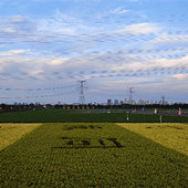 ����Ʈ�� ��ɫ����