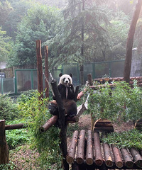 �������ȥ�˺�ɽɭ�ֶ���԰ ����ϲ������ ����Ҳ˳��ɢɢ��