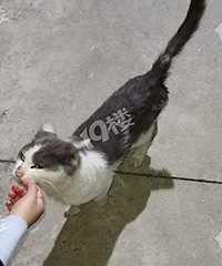 ����è���߶�����36������ Ӣ���ӽ� �ǳ���ˣ�