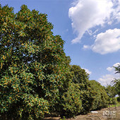 ȥʯ�Ź𻨴�ɹ̫��