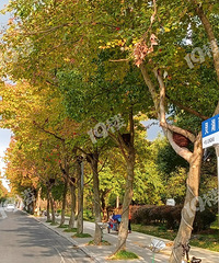 ���˾�����ô�ÿ���һ����Ҷ·��