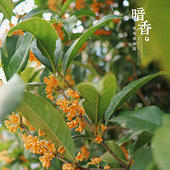 2021��Ĺ�����