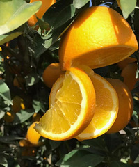 �óԵĳ�����ժ�ַ�