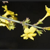 ����ǰ����Ƭ