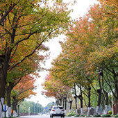 �����ɫ����