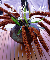 ����е�һ��ͥԺ ��Ͼʱ�� ��������