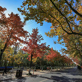 �����Ҷ��˪��ɫ��Ũ