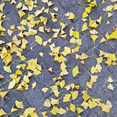 2021�ﶬ����ɫ