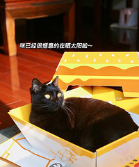 �����ˣ�����10w�ݵ�����è��