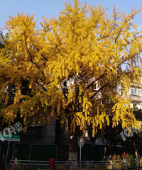 杂篇三:一年后的探访和发现(嘉兴城区百岁银杏树排行榜)