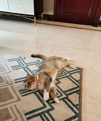 35��С��� �������� �з��г� ���������彡������