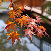 �����Ҷ���ƻ�