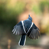 ץ�ģ���ʳ����