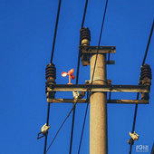 �����С�糵