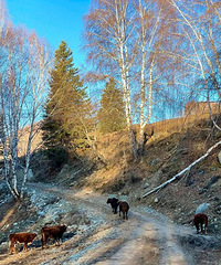 86꣬ۿڵèڵһֻˮ㣬ڵһԶ㡣