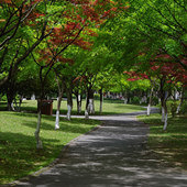 ����ƬҲ����