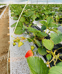 ���������Ĳ�ݮ������𣿼��ƾ��У�