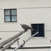 ����ͣ��һֻ��