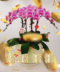 【紫蓝装饰杯秀家大赛】+家里新年装扮+好事发生