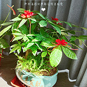 �����л��ݲ�������