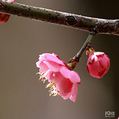 ����̤��Ѱ÷