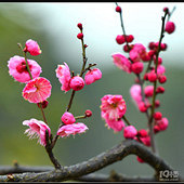 ����÷��������