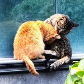 �Ǹ���������������