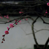 ����÷�� Ī��÷��