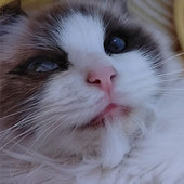 �����սǶȵ���Ҫ��