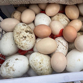 �쵰����ȥ̥����