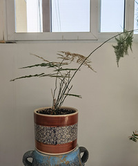 来看看我们家的巨星 景观花吧!真的非常好养!