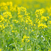 ���Ƽ��Ͳ˻����յط�