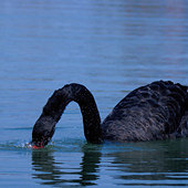 ����ץ����ץϺ