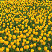 �����Ȱ��ļ���